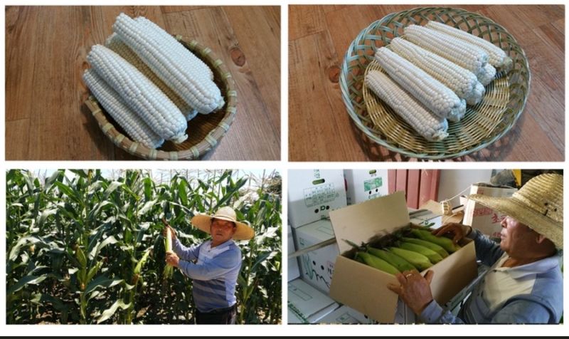 장터 상품 [홍천 찰옥수수 30및50개 ] 썸네일