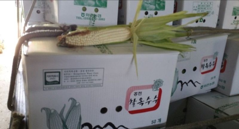 복숭아21363님의 장터 판매 상품 [홍천 찰옥수수 30및50개 ] 첨부 사진