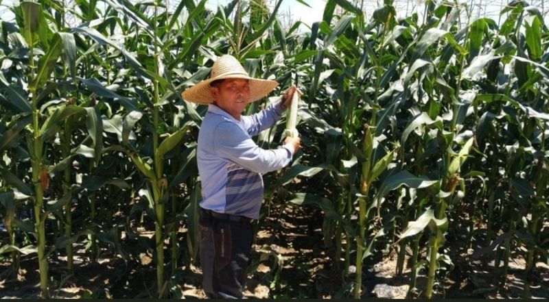 복숭아21363님의 장터 판매 상품 [홍천 찰옥수수 30및50개 ] 첨부 사진