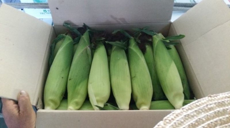 복숭아21363님의 장터 판매 상품 [홍천 찰옥수수 30및50개 ] 첨부 사진