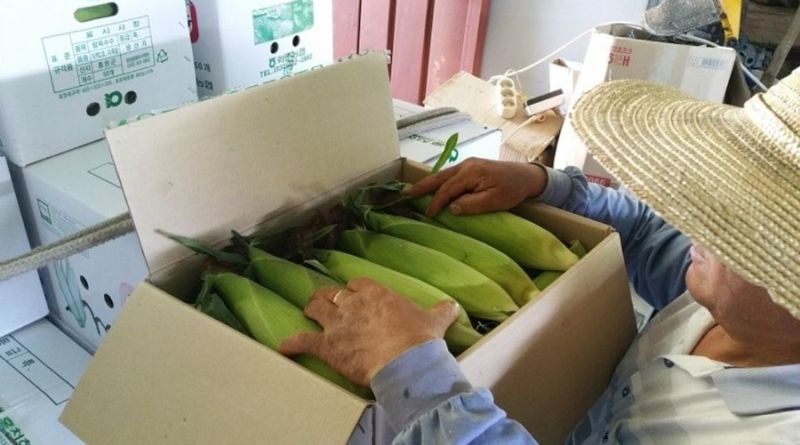 복숭아21363님의 장터 판매 상품 [홍천 찰옥수수 30및50개 ] 첨부 사진