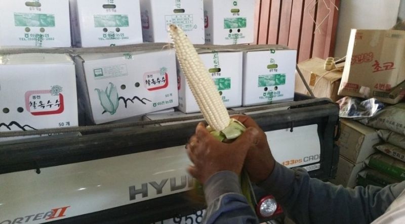 복숭아21363님의 장터 판매 상품 [홍천 찰옥수수 30및50개 ] 첨부 사진