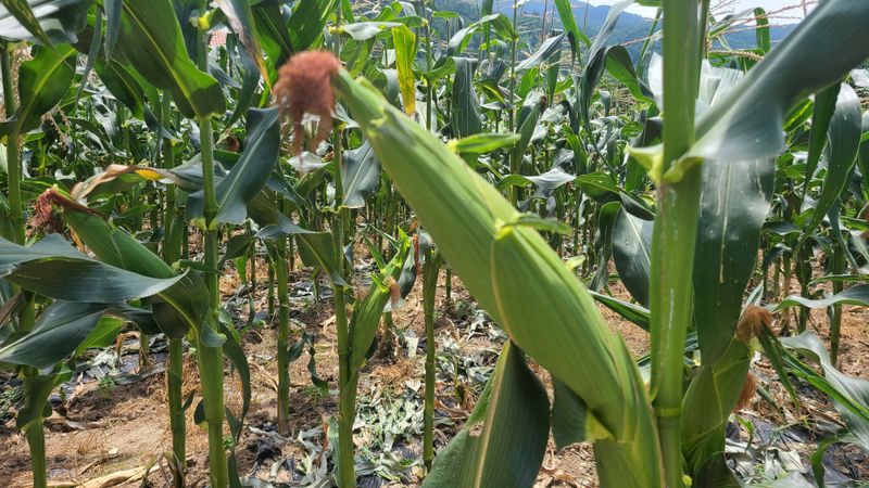 복숭아21363님의 장터 판매 상품 [홍천 찰옥수수 30및50개 ] 첨부 사진