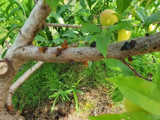 김해균 님의 복숭아 · 병해충상담 작성글 사진