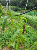 팜모닝 복숭아·병해충상담 게시글 이미지