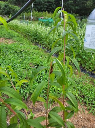 복영님의 복숭아 · 병해충상담 작성글 사진