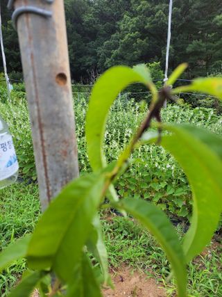 복영님의 복숭아 · 병해충상담 작성글 사진