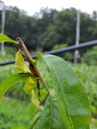 복영님의 복숭아 · 병해충상담 작성글 사진
