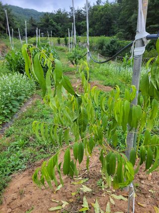 복영님의 복숭아 · 병해충상담 작성글 사진