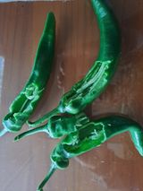 팜모닝 고추·병해충상담 게시글 이미지