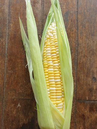 송촌선비님의 옥수수 · 자유게시판 작성글 사진