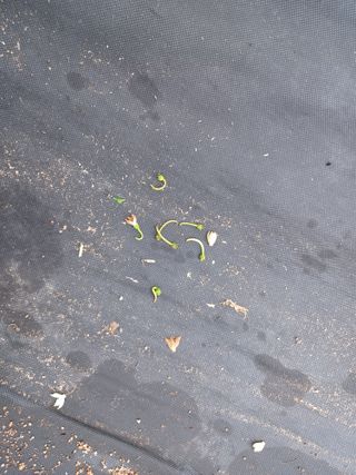 상추14154님의 고추 · 병해충상담 작성글 사진