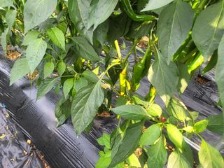 농막쥔님의 고추 · 병해충상담 작성글 사진