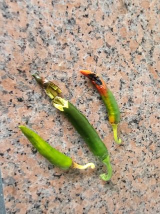 농막쥔님의 고추 · 병해충상담 작성글 사진