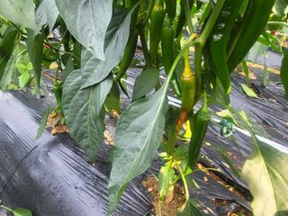 농막쥔님의 고추 · 병해충상담 작성글 사진