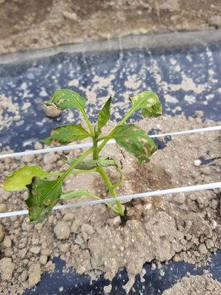 암초님의 고추 · 병해충상담 작성글 사진