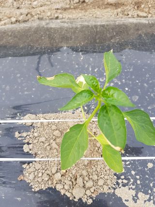 암초님의 고추 · 병해충상담 작성글 사진