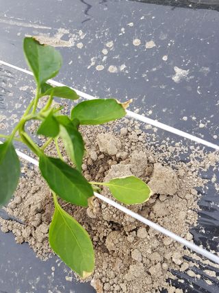 암초님의 고추 · 병해충상담 작성글 사진