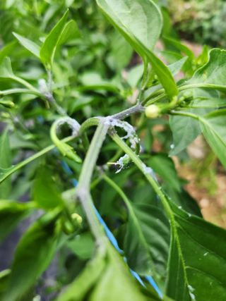 귀요미맘님의 고추 · 병해충상담 작성글 사진