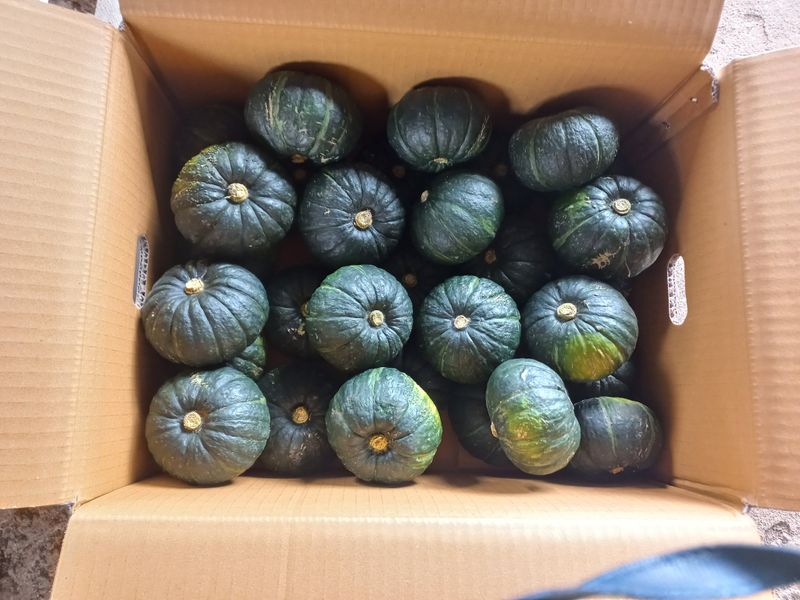 찰보리님의 장터 판매 상품 [미니단호박판매합니다10kg] 첨부 사진