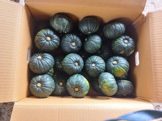 찰보리님의 작성글 사진