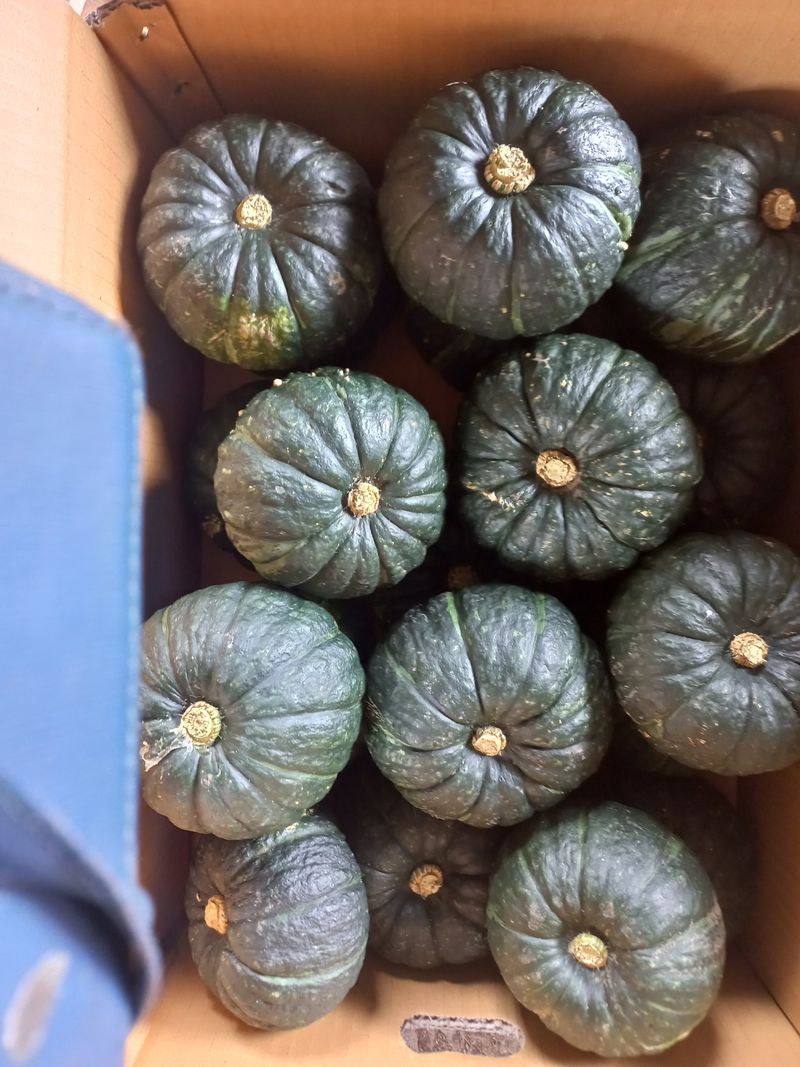 찰보리님의 장터 판매 상품 [미니단호박판매합니다10kg] 첨부 사진