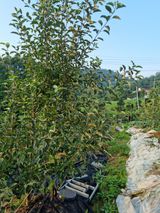 팜모닝 사과·일상 게시글 이미지