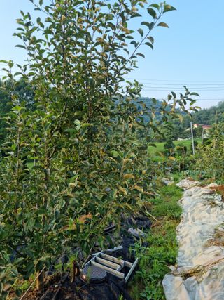 임찬규님의 사과 · 일상 작성글 사진