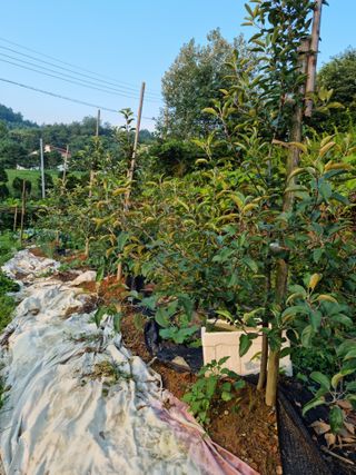 임찬규님의 사과 · 일상 작성글 사진