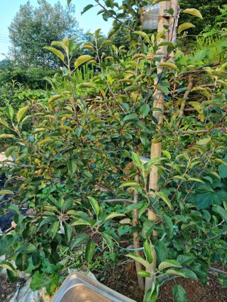 임찬규님의 사과 · 일상 작성글 사진