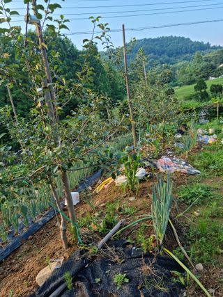 임찬규님의 사과 · 일상 작성글 사진