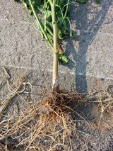 팜모닝 고추·병해충상담 게시글 이미지