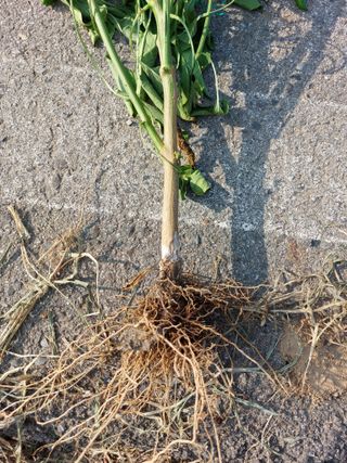 다람쥐님의 고추 · 병해충상담 작성글 사진