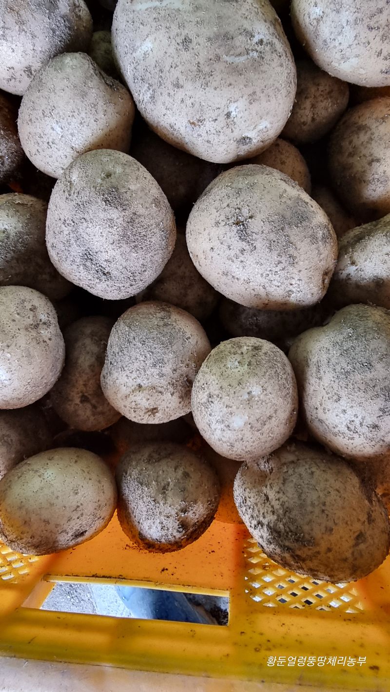 장터 상품 [설봉 감자 10kg, 20kg(완판)/판매종료] 썸네일