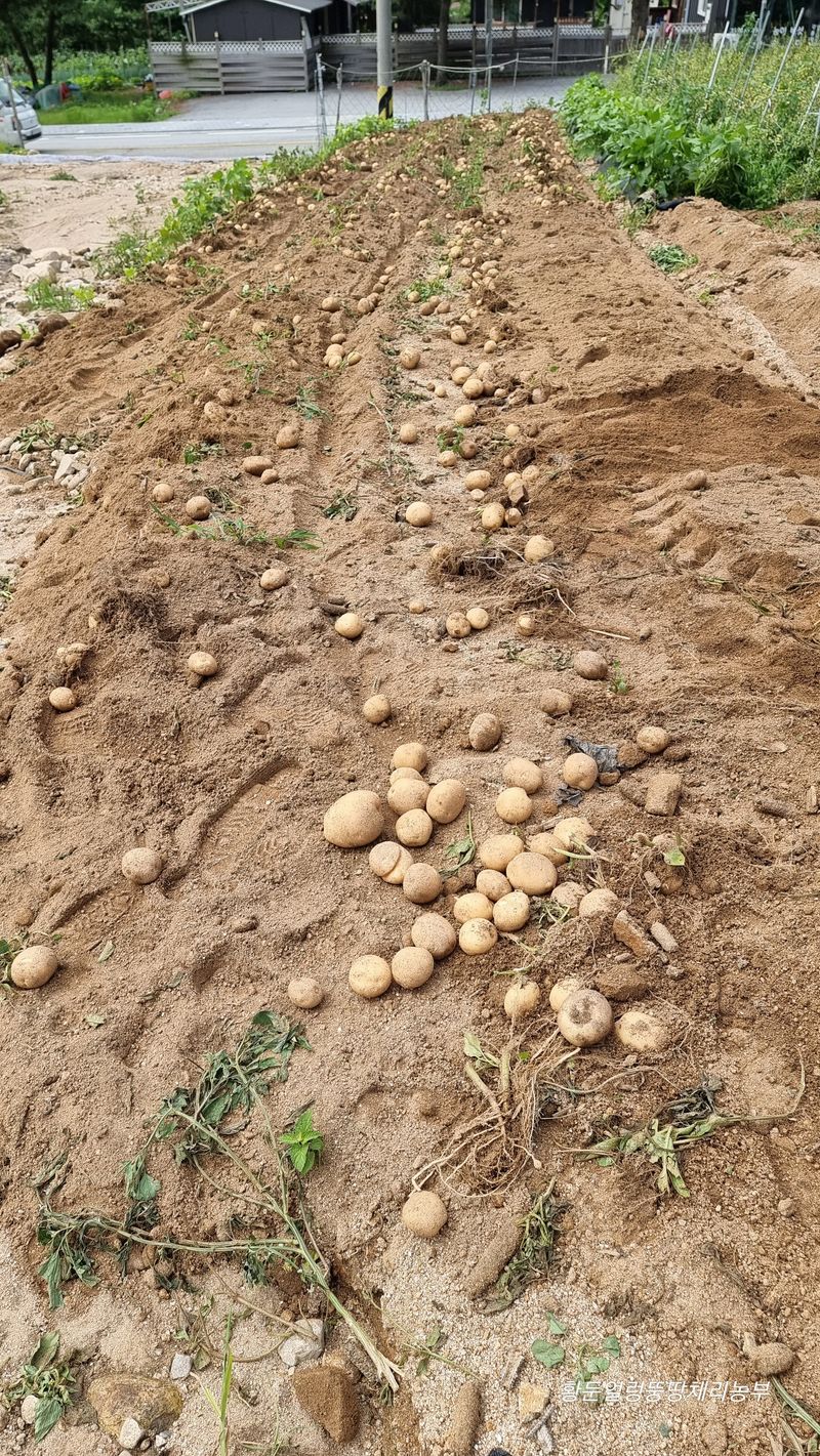 황둔얼렁뚱땅체리농부님의 장터 판매 상품 [설봉 감자 10kg, 20kg(완판)/판매종료] 첨부 사진