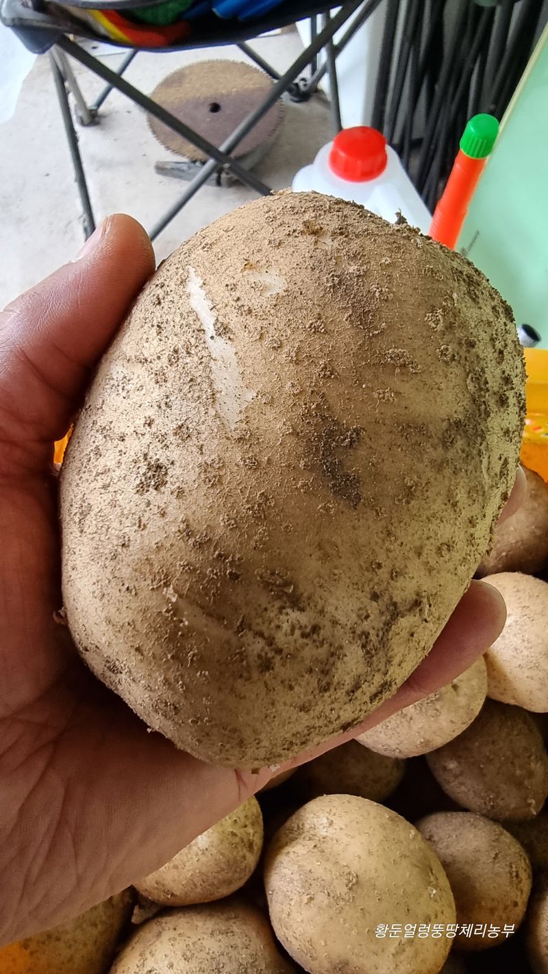 장터 상품 [설봉 감자 10kg, 20kg 판매] 썸네일