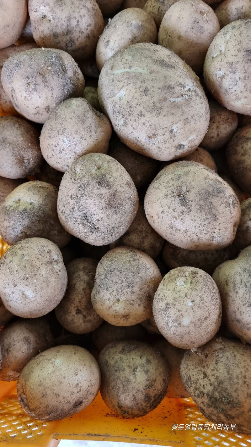 황둔얼렁뚱땅체리농부님의 장터 판매 상품 [설봉 감자 10kg, 20kg 판매] 첨부 사진