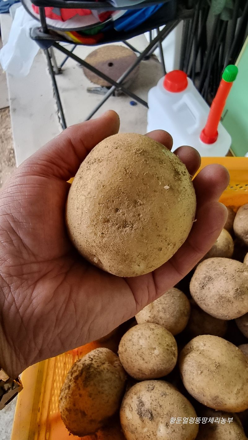 황둔얼렁뚱땅체리농부님의 장터 판매 상품 [설봉 감자 10kg, 20kg(완판)/판매종료] 첨부 사진