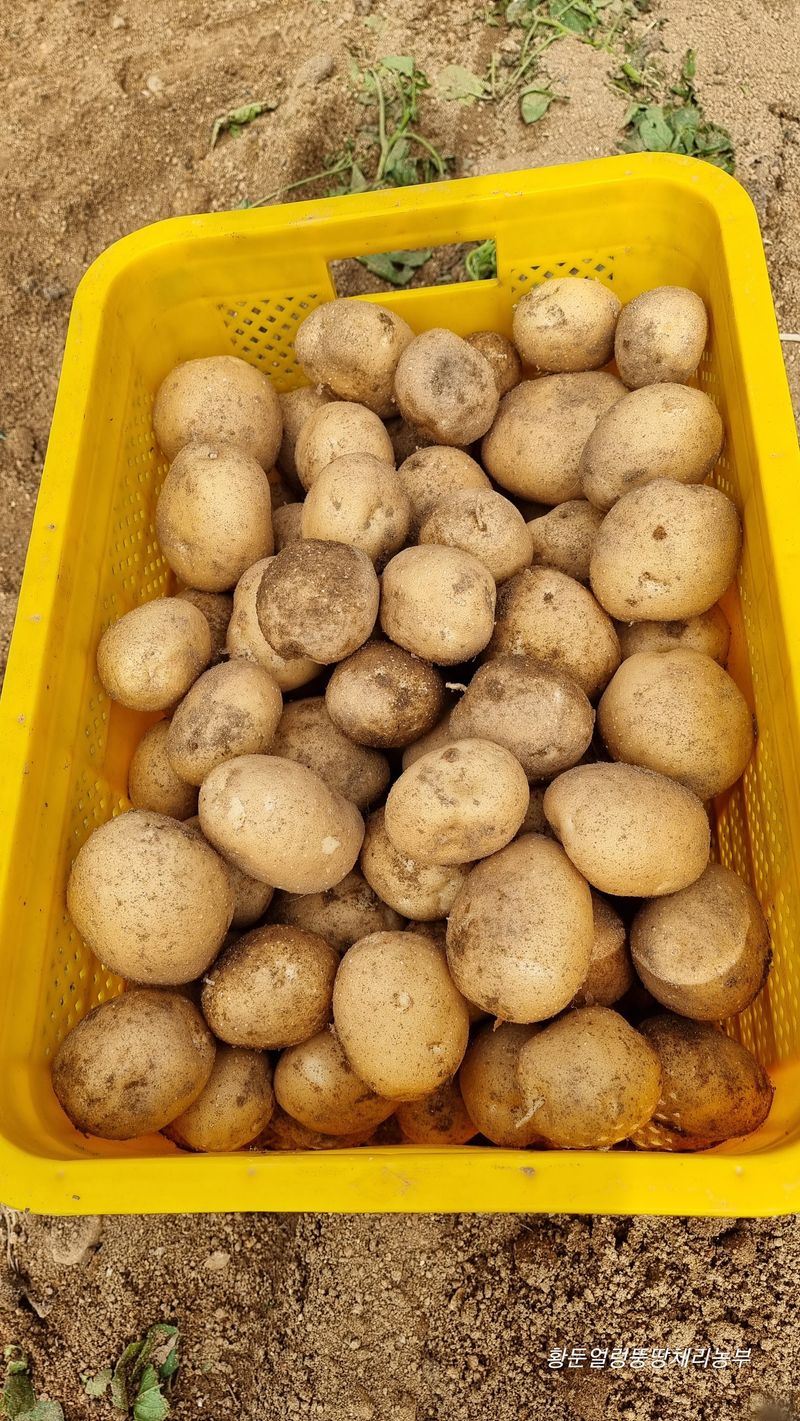황둔얼렁뚱땅체리농부님의 장터 판매 상품 [설봉 감자 10kg, 20kg 판매] 첨부 사진