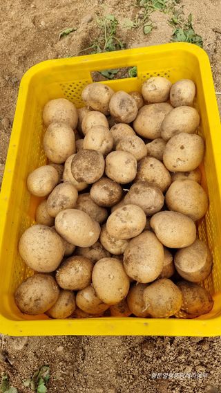 황둔얼렁뚱땅체리농부님의 작성글 사진