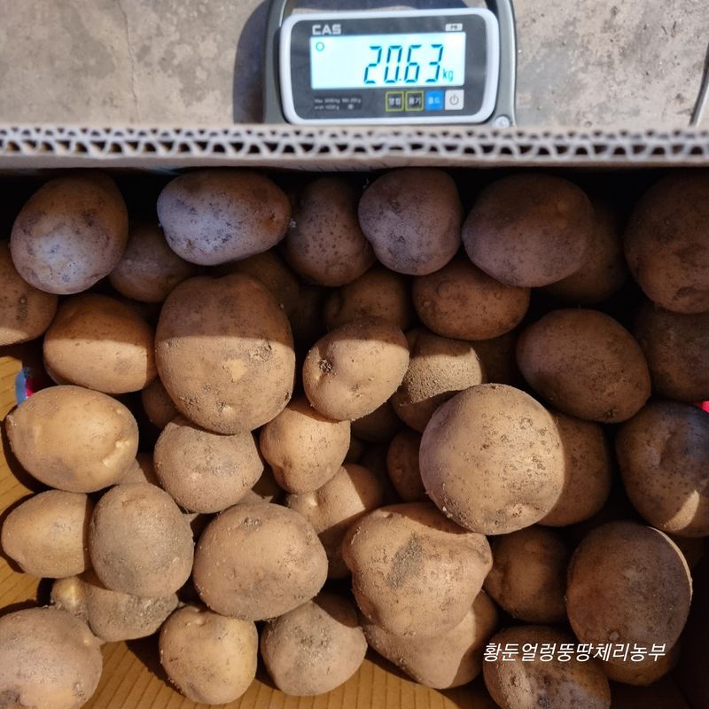 황둔얼렁뚱땅체리농부님의 장터 판매 상품 [설봉 감자 10kg, 20kg(완판)/판매종료] 첨부 사진