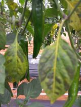 팜모닝 고추·병해충상담 게시글 이미지