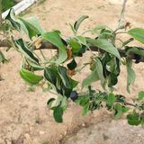 팜모닝 사과·병해충상담 게시글 이미지