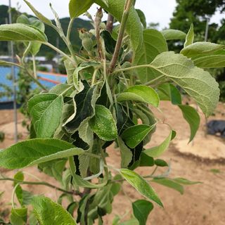 박용복님의 사과 · 병해충상담 작성글 사진