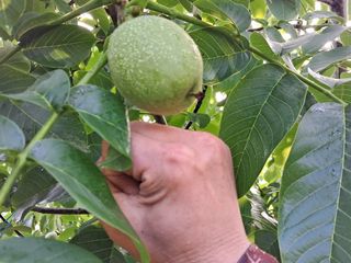 김태훈님의 기타작물 · 영농일지 작성글 사진