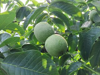 김태훈님의 기타작물 · 영농일지 작성글 사진