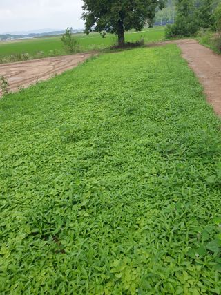 김홍배님의 최고의 제초제는 무엇인가요? · 참여 작성글 사진