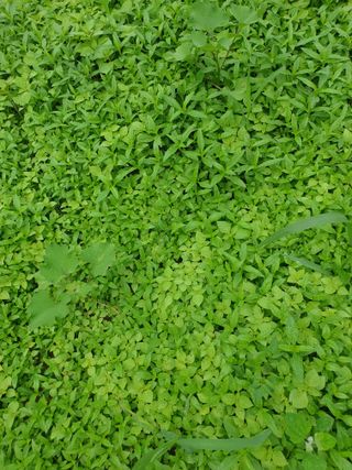 김홍배님의 최고의 제초제는 무엇인가요? · 참여 작성글 사진