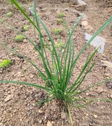 팜모닝 파·병해충상담 게시글 이미지