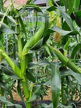 팜모닝 최고의 제초제는 무엇인가요?·참여 게시글 이미지